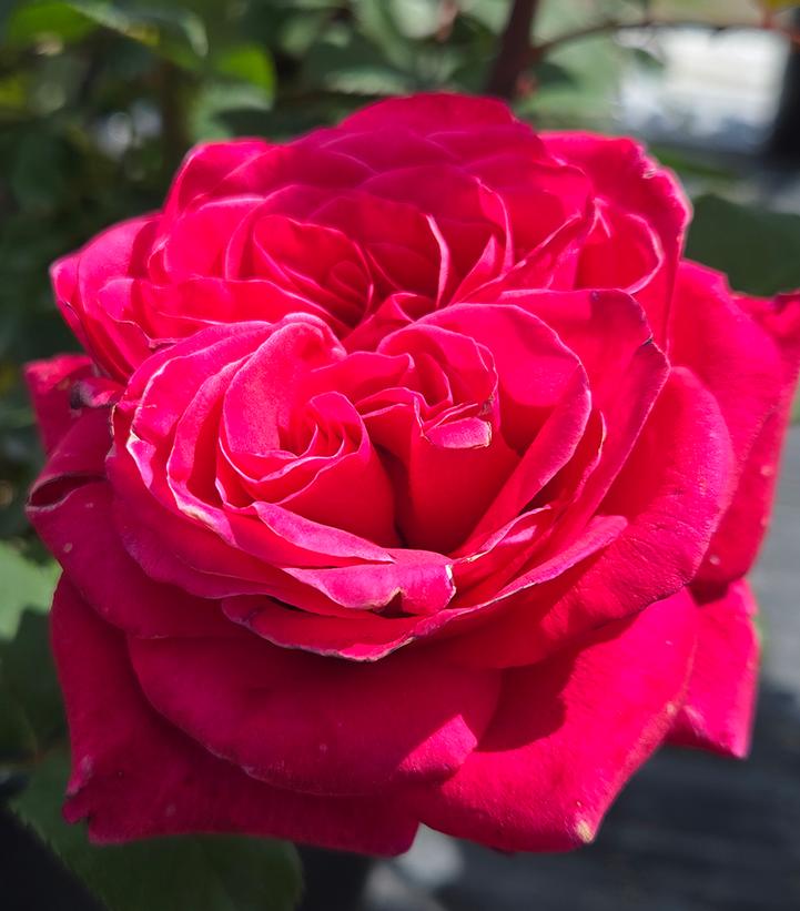 Rosa Showpiece™ Lipstick