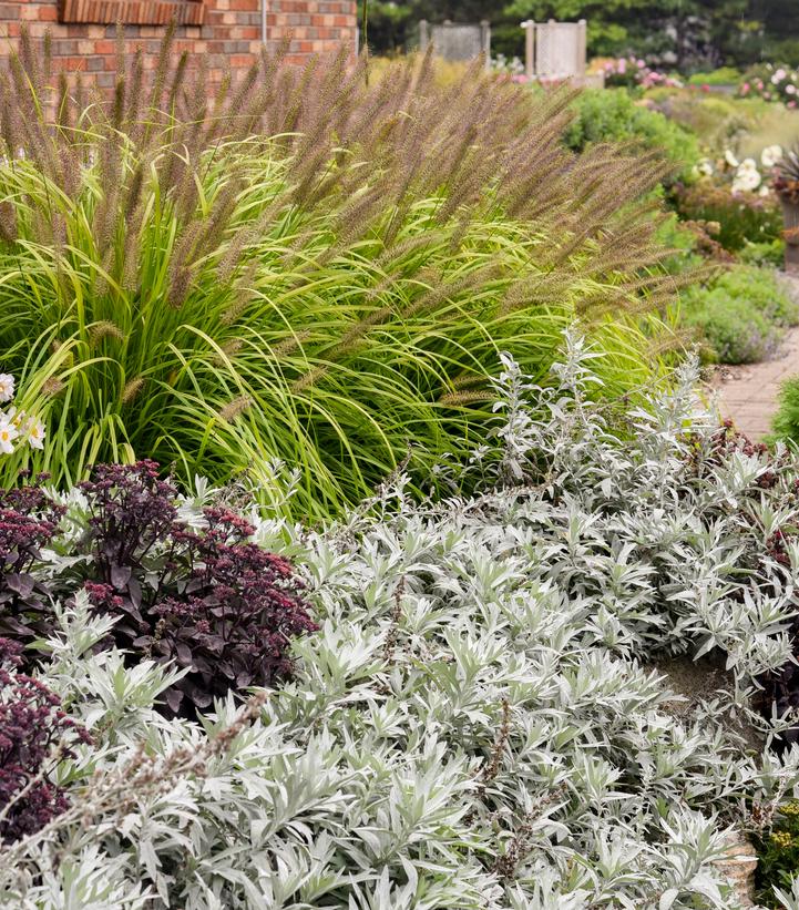 Artemisia x 'Silver Lining'