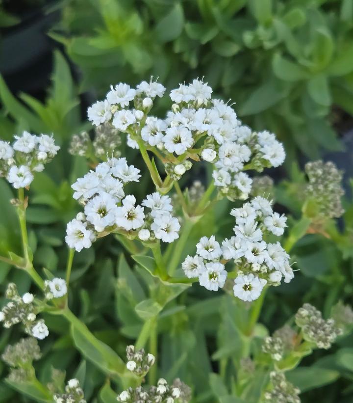 Gypsophila paniculata FESTIVAL STAR®