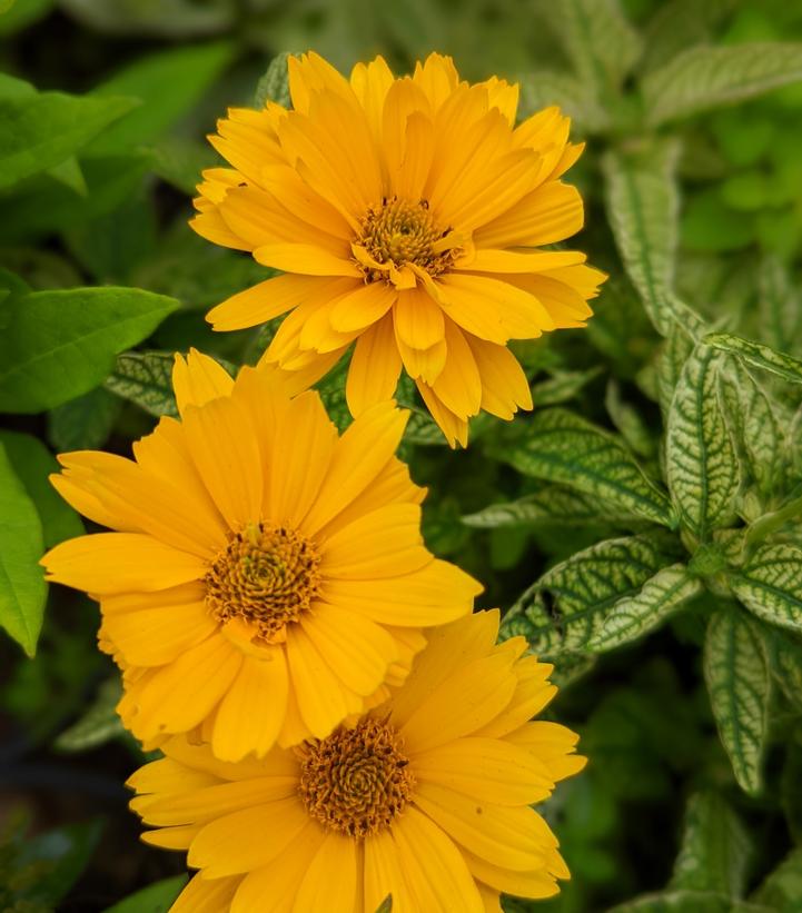 Heliopsis helianthoides 'Bit of Honey'