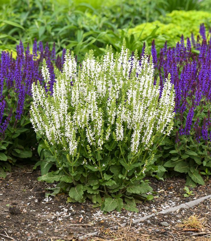 Salvia nemorosa 'White Profusion'