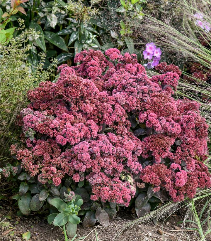 Sedum x Rock 'N Grow® 'Midnight Velvet'