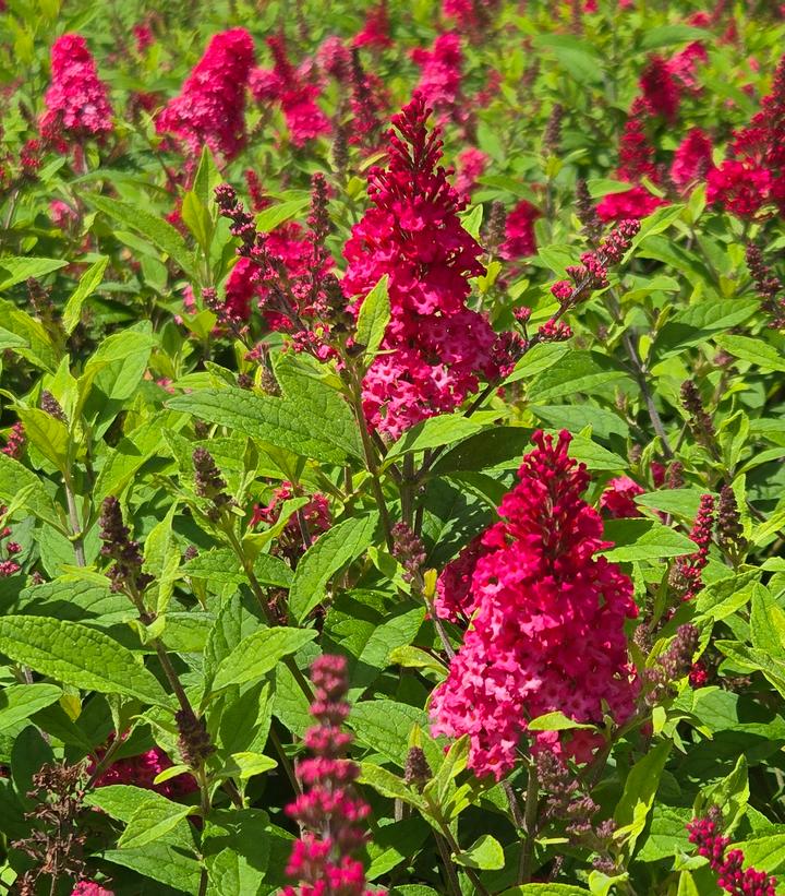 Buddleia davidii Butterfly Candy® Li'l Raspberry™