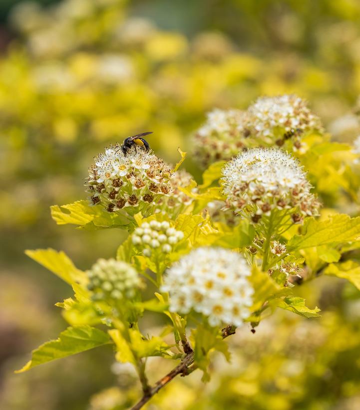 Physocarpus opulifolius Honeycomb®