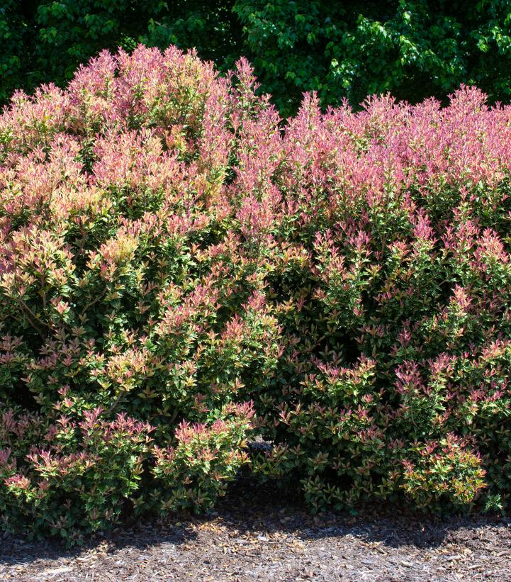 Osmanthus heterophyllus Party Lights™