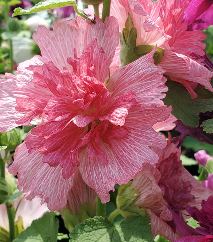 Alcea rosea annua Spring Celebrities Mix