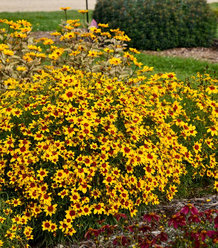 Coreopsis verticillata Designer Threads™ 'Golden Needles'