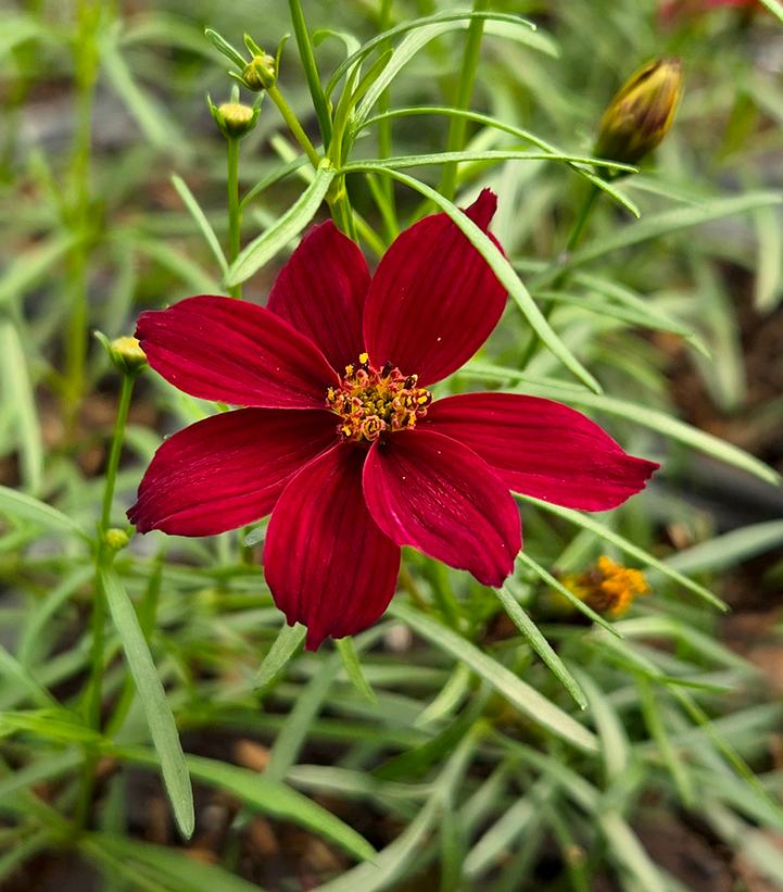 Coreopsis verticillata Designer Threads™ 'Scarlet Ribbons'