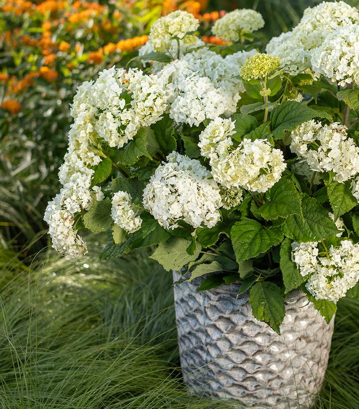 Hydrangea arborescens FlowerFull™