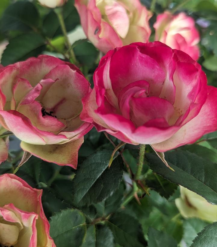 Rosa Enchanted Meadow™