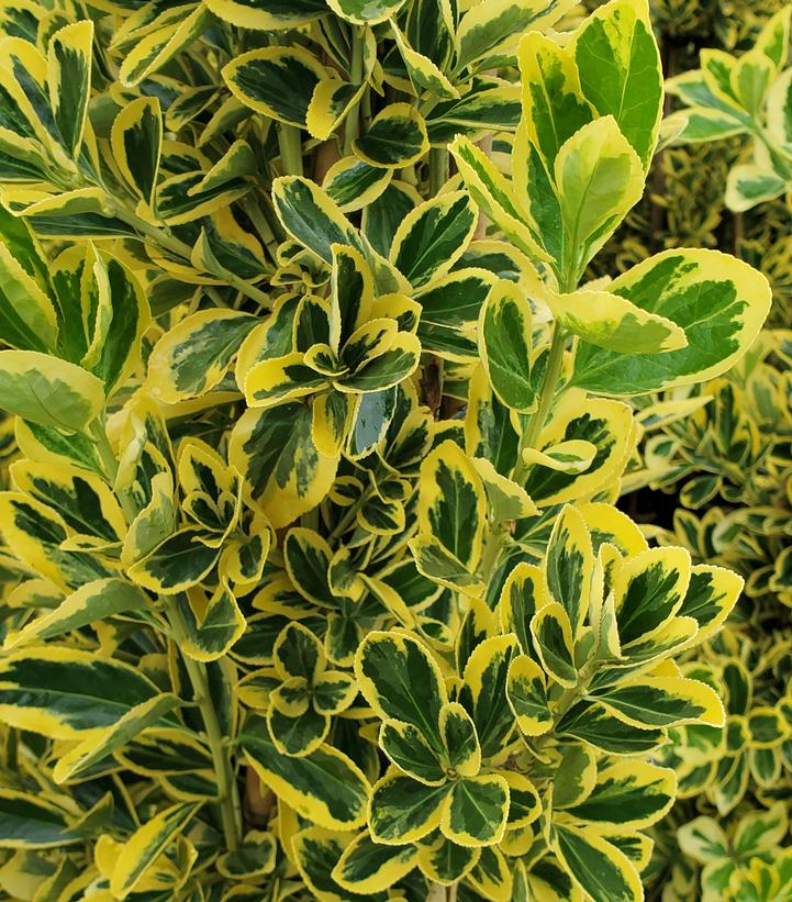 Euonymus japonicus 'Chollipo'