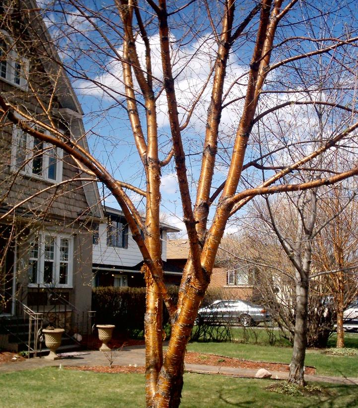 Betula alleghaniensis 
