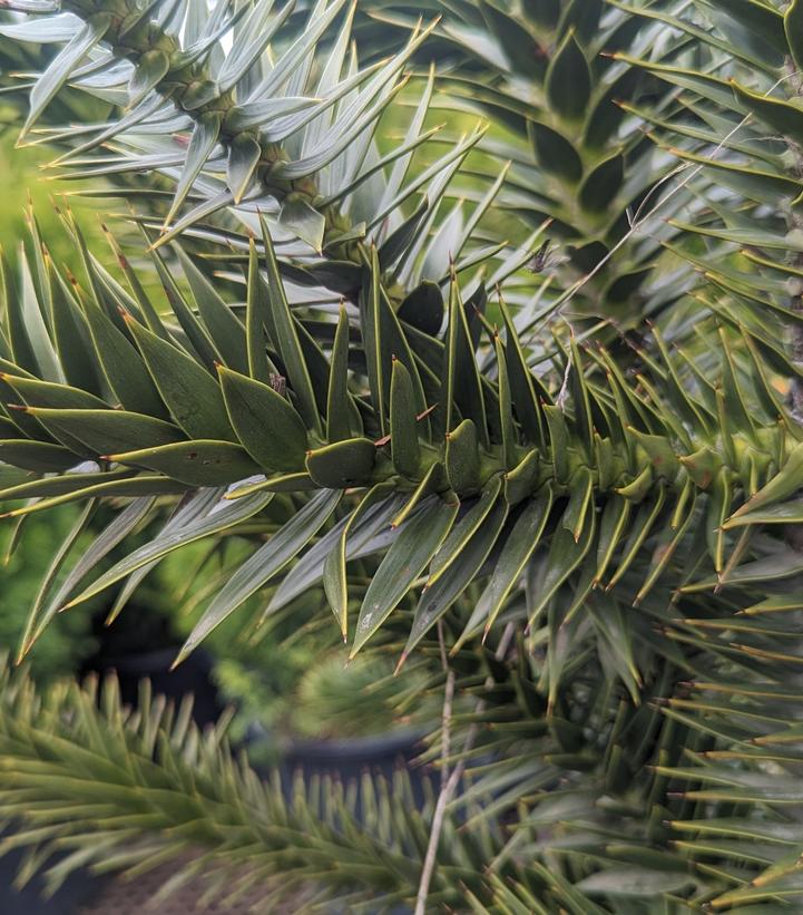 Araucaria araucana 