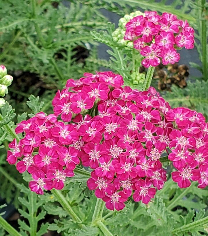 Achillea x 'Firefly Fuchsia'