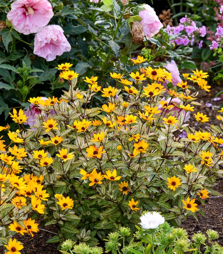 Heliopsis helianthoides 'Touch of Blush'