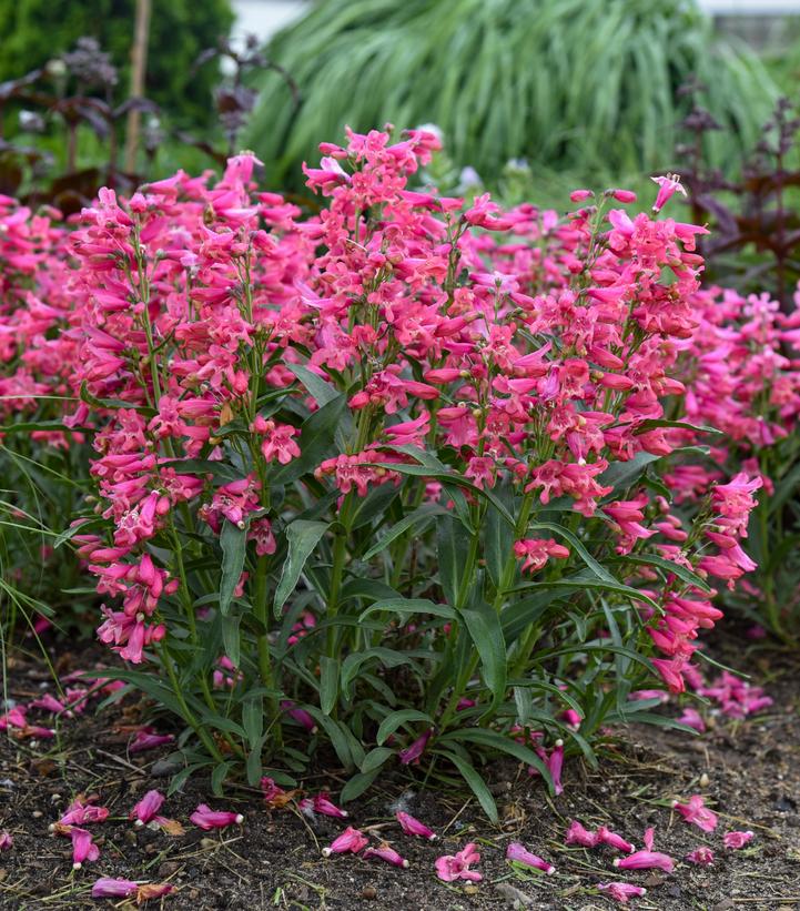 Penstemon barbatus BEJEWELED™ 'Pink Pearls'