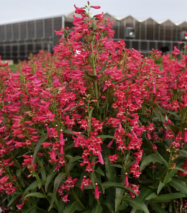 Penstemon barbatus BEJEWELED™ 'Rose Rhinestones'
