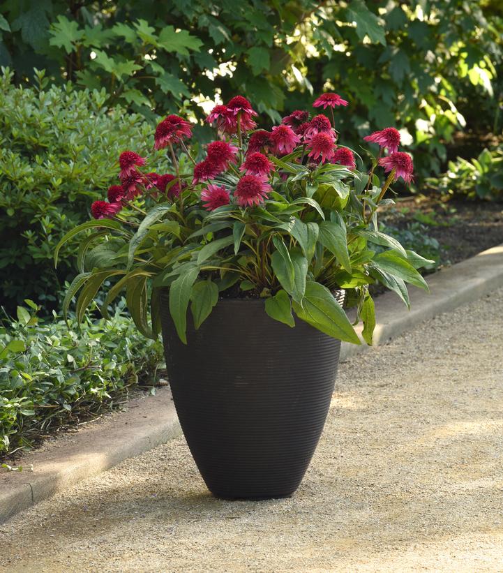 Echinacea x Double Scoop™ Watermelon Deluxe