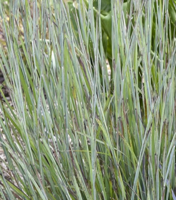 Schizachyrium scoparium PRAIRIE WINDS® 'Brush Strokes'