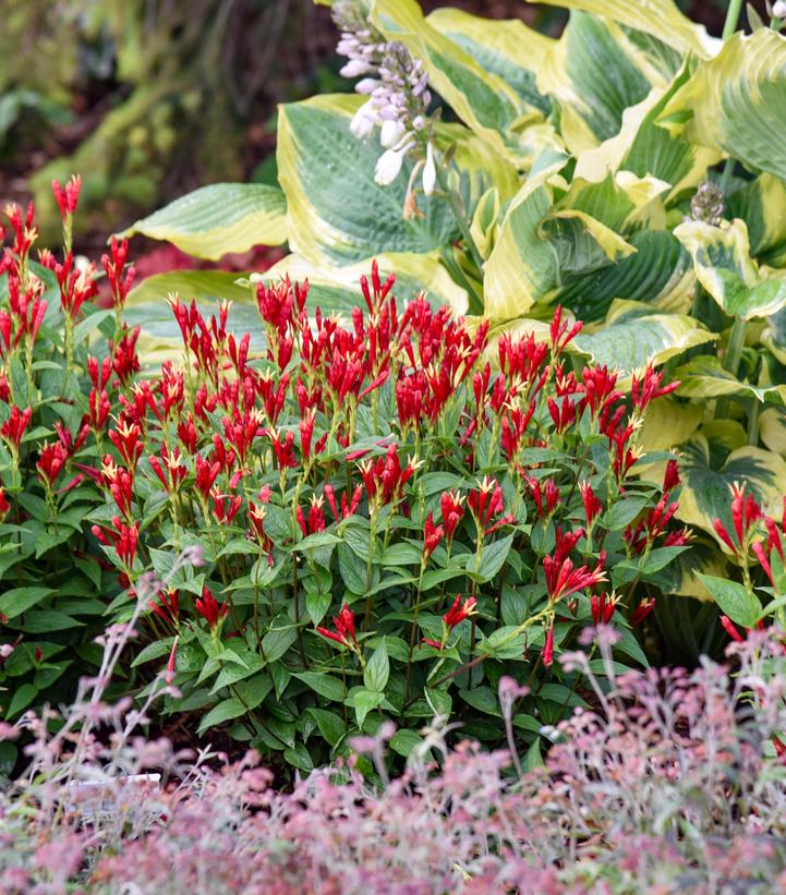 Spigelia marilandica 'Apple Slices'