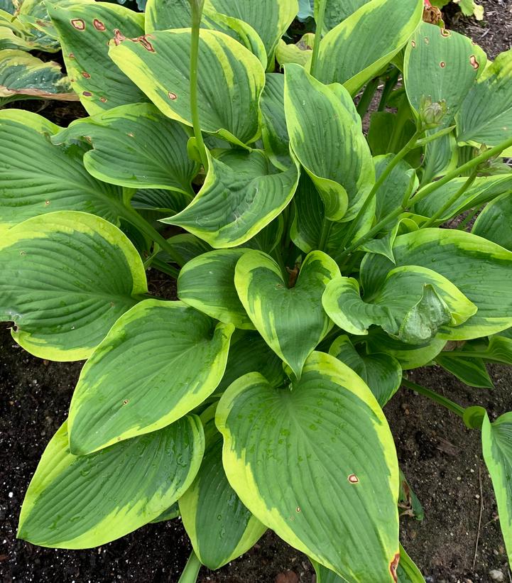 Hosta hybrid Shadowland® 'Lone Star'