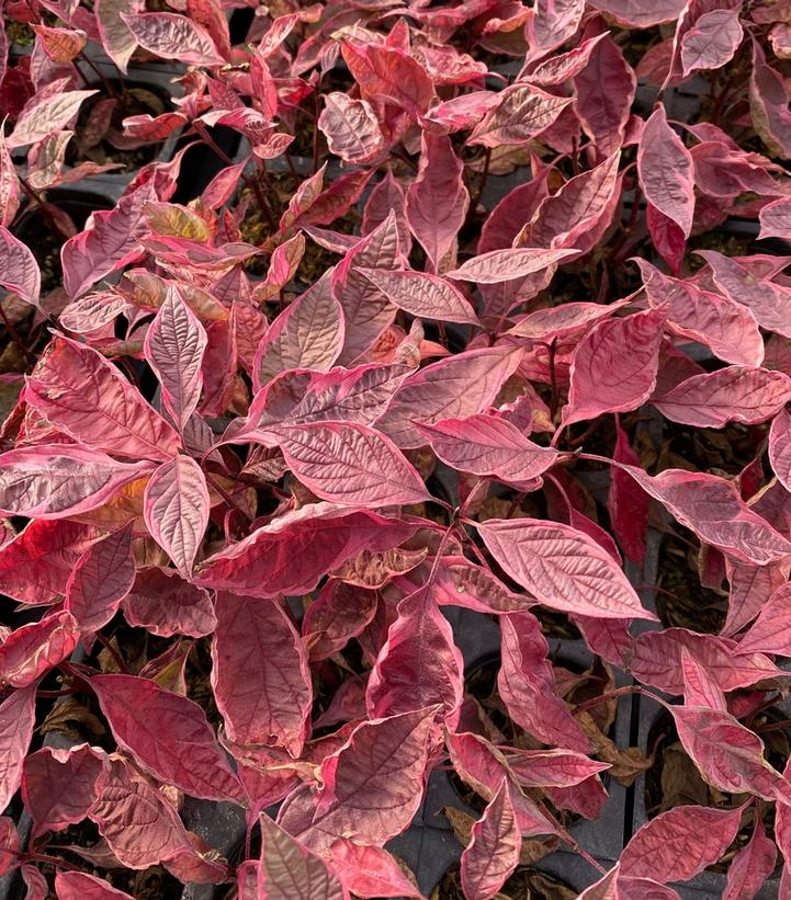 Cornus alba Sgt. Pepper™