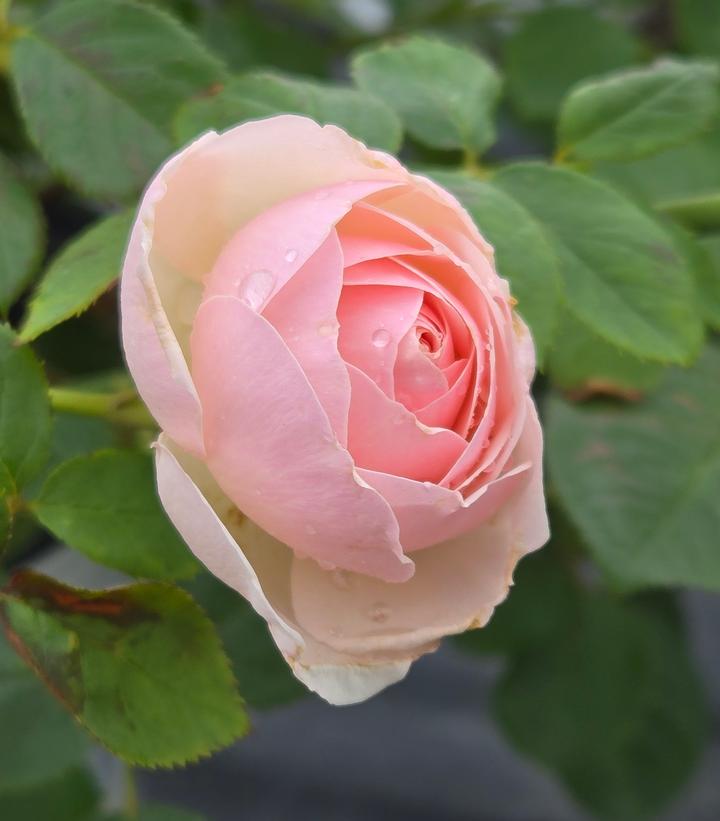 Rosa x Flavorette Pear'd™