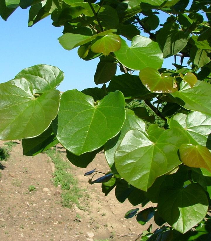 Cercis canadensis Luscious Lavender™