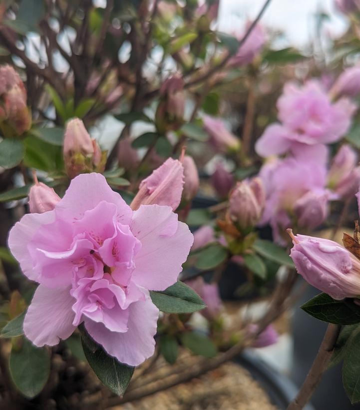 Azalea x 'Elsie Lee'