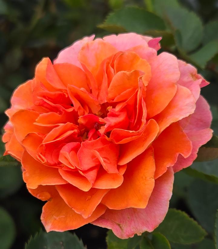 Rosa Showpiece™ Orange
