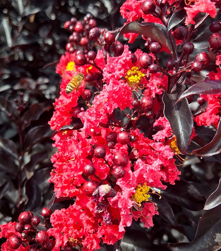 Lagerstroemia indica Center Stage® Red