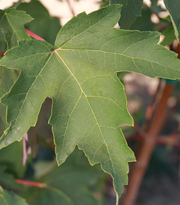 Acer rubrum Red Sentinel®