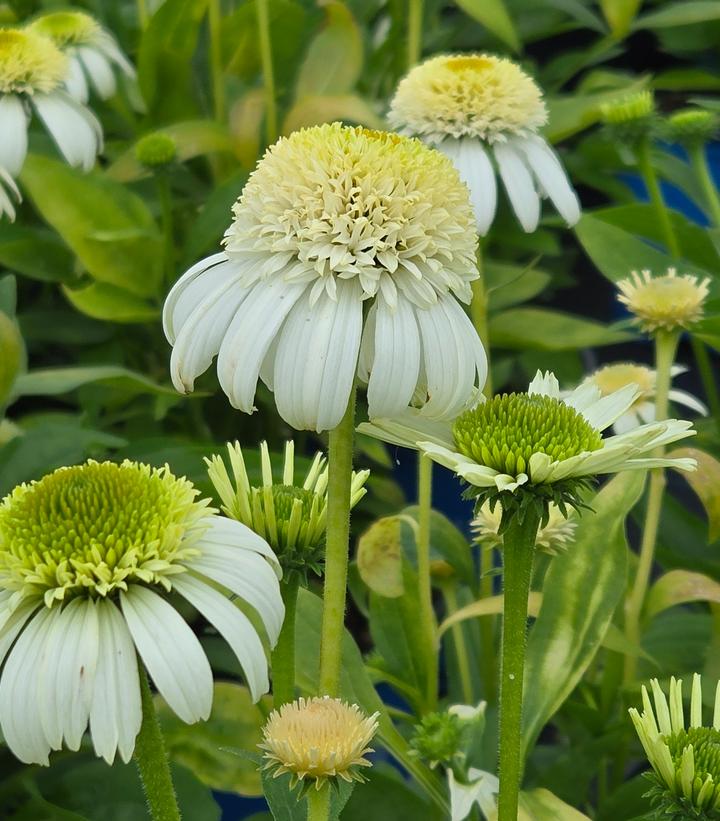 Echinacea purpurea Vanilla Drip™