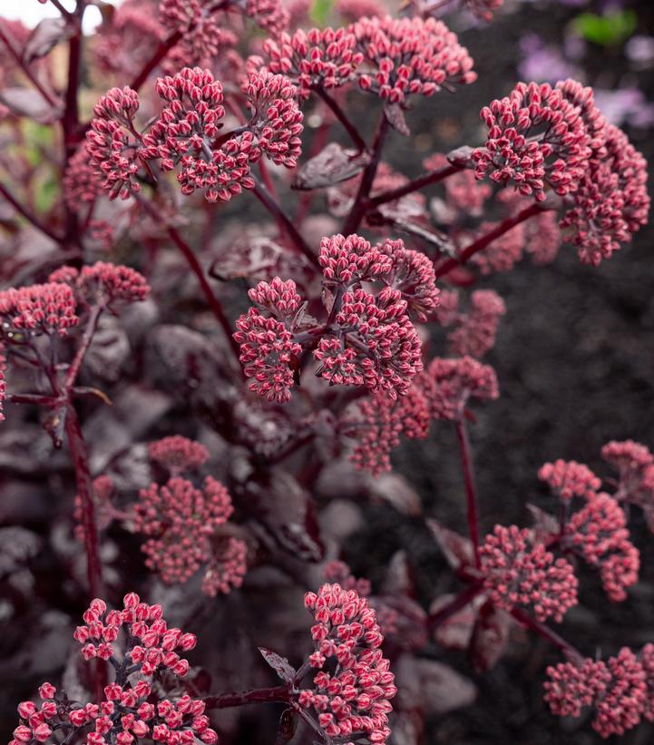 Sedum x Puff Pastry™ 'Raspberry'