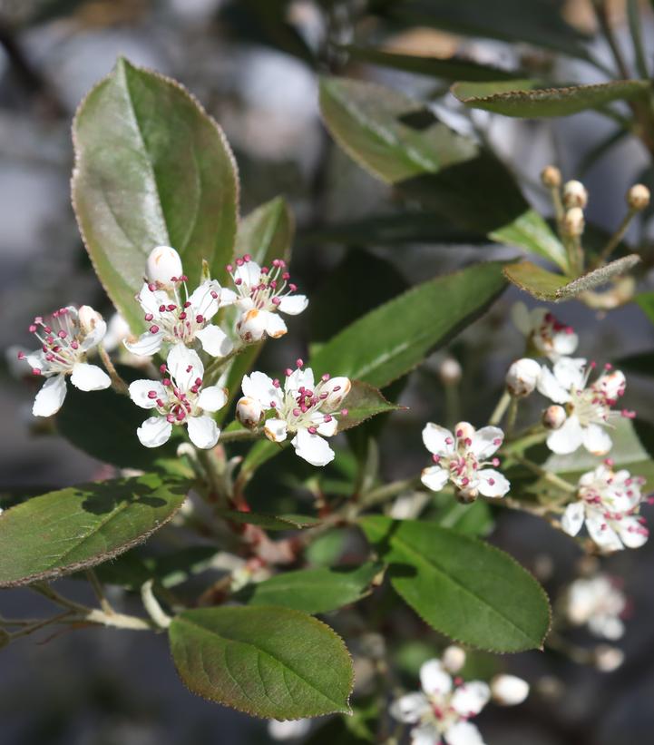 Aronia arbutifolia Berry Scape®