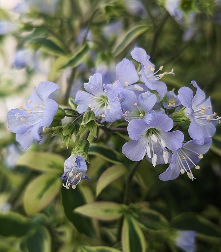 Polemonium reptans 'Stairway to Heaven'