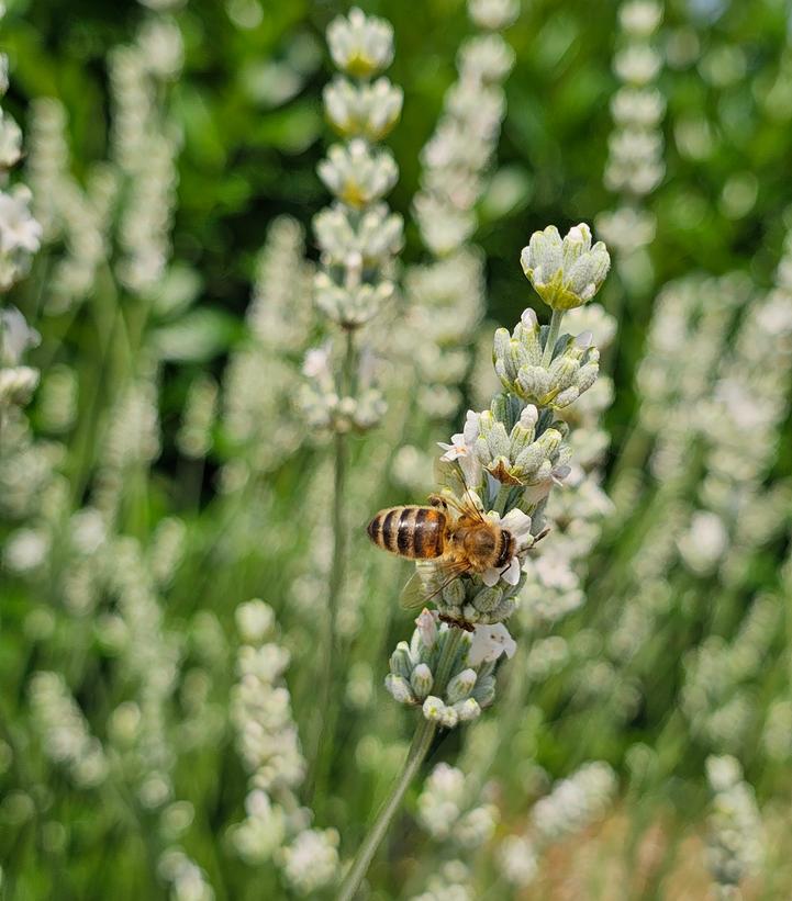 Lavandula x intermedia Exceptional