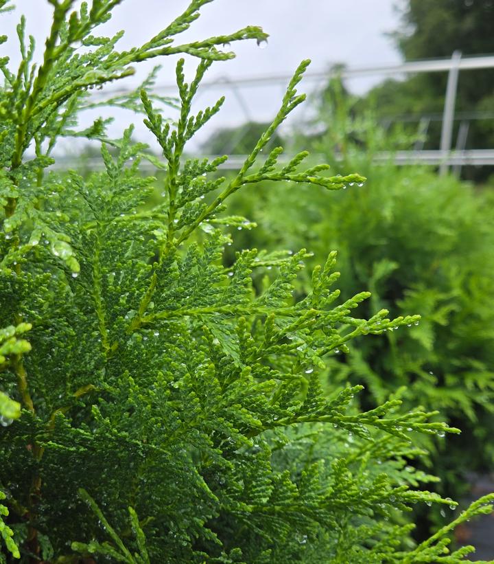 Thuja occidentalis Sasquatch Dark Green™