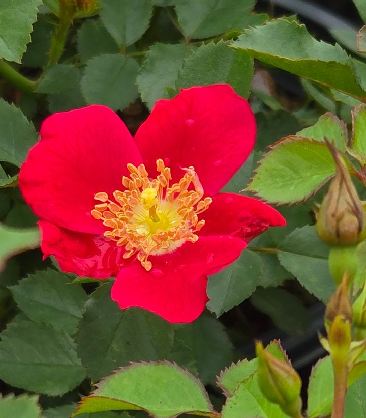 Rosa Flower Carpet- Red