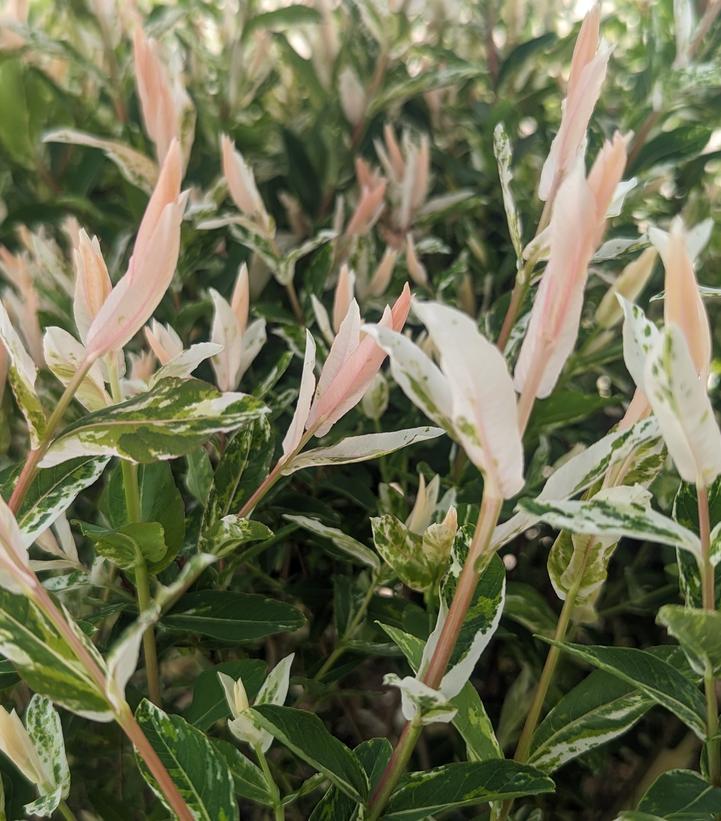 Salix integra 'Hakuro Nishiki'