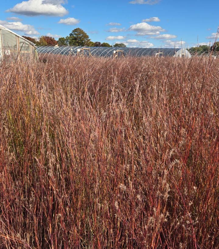 Schizachyrium scoparium 'Prairie Blues'