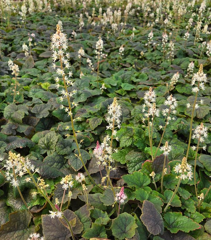 Tiarella cordifolia 