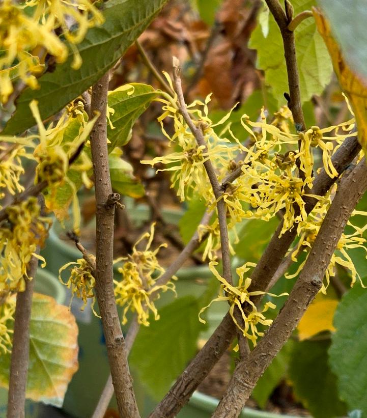 Hamamelis virginiana 