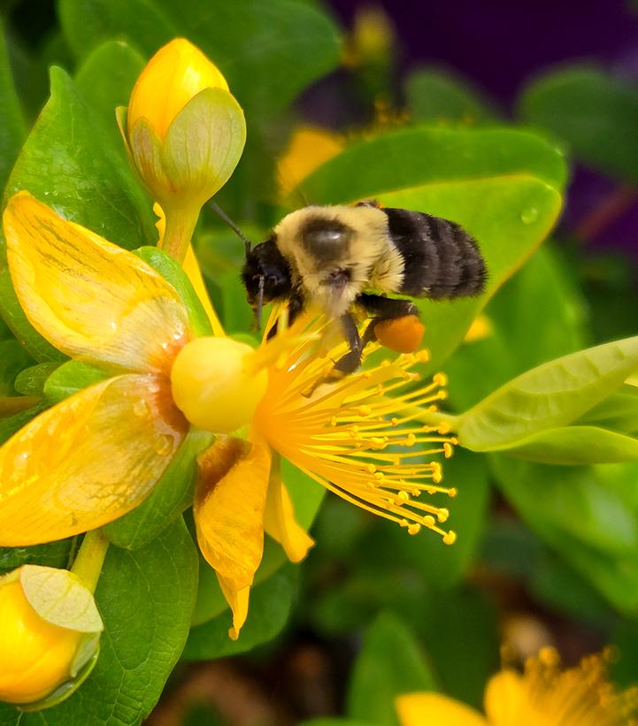 Hypericum inodorum Pumpkin