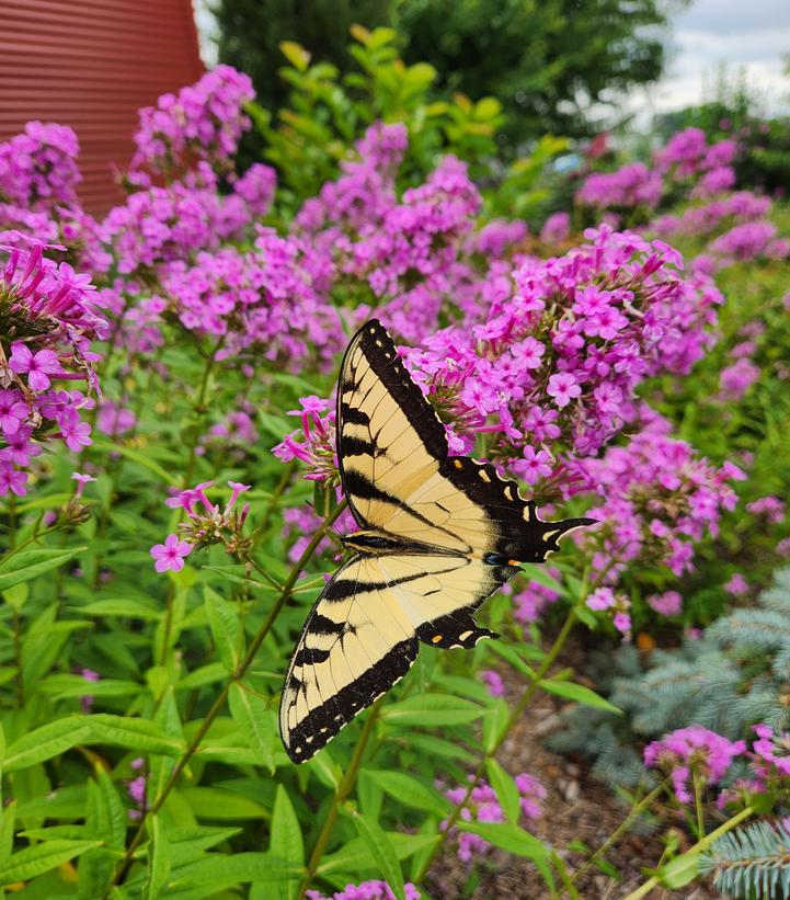 Phlox paniculata 'Jeana'