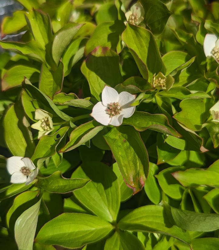 Cornus canadensis 