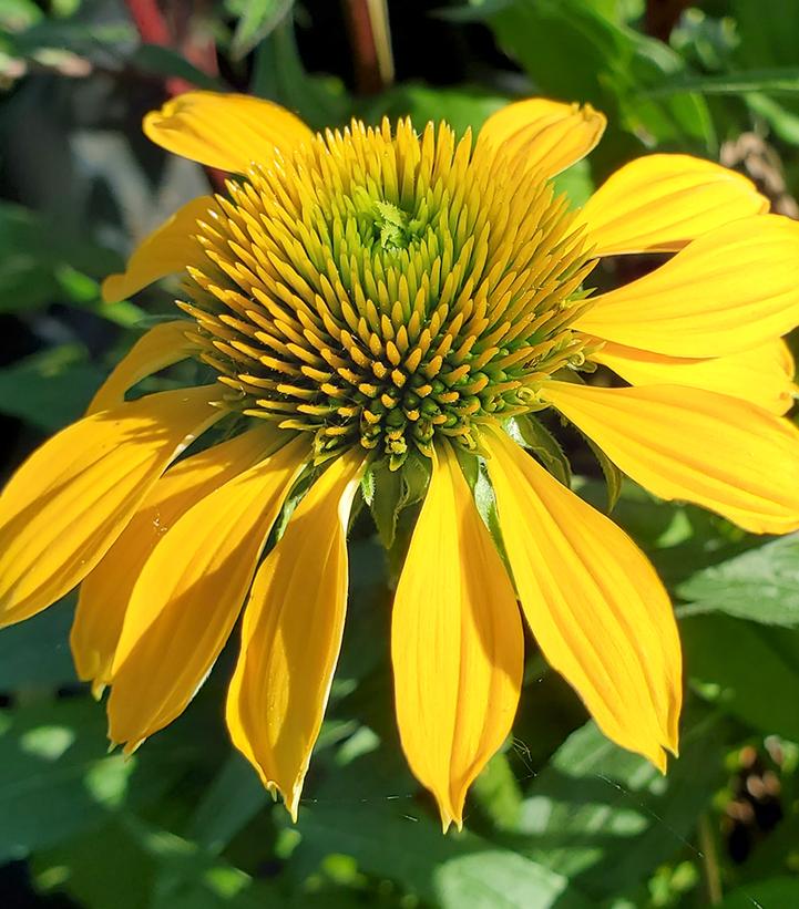 Echinacea x 'Cheyenne Spirit'
