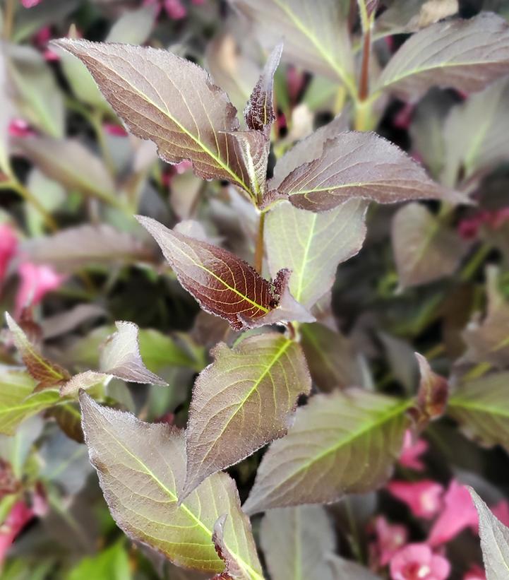Weigela florida Spilled Wine®