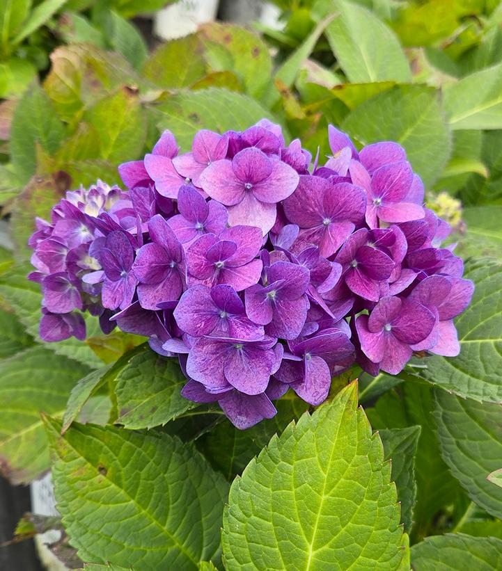 Hydrangea macrophylla Let's Dance® Let's Dance® Rhythmic Blue®