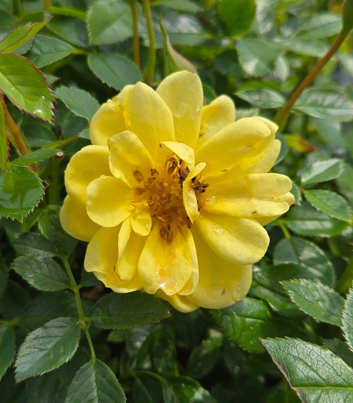 Rosa x Oso Easy Lemon Zest®
